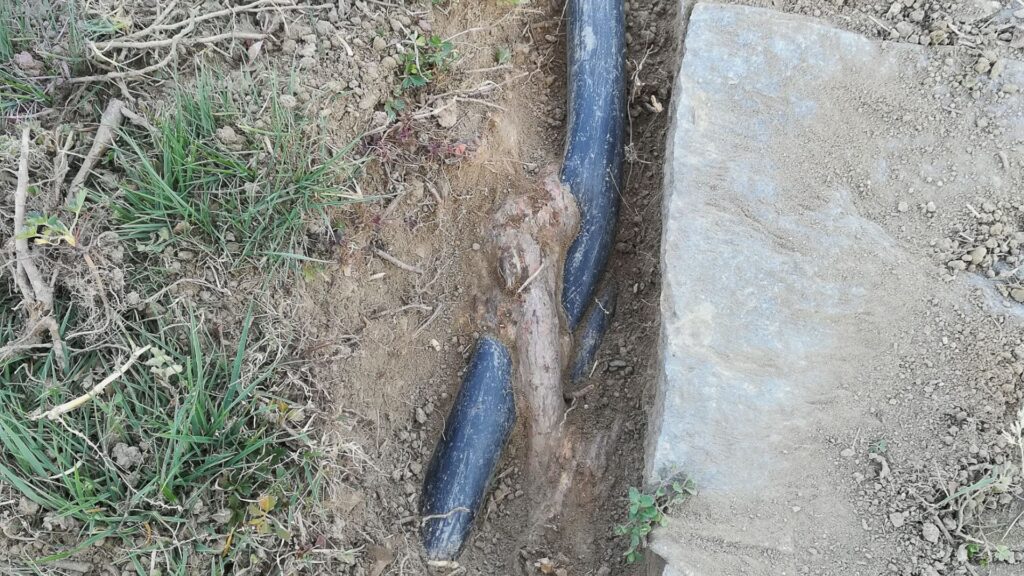 tree root growing through a pipe plumbing company in Nashville Tennessee