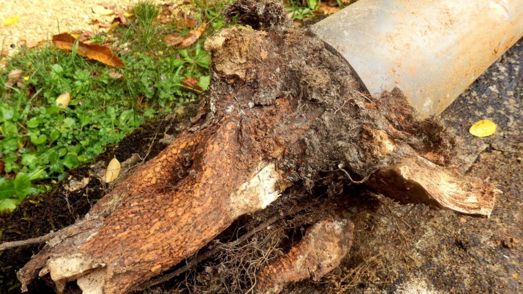 tree roots clogging pipe tree root growing through a pipe plumbing company in Nashville Tennessee