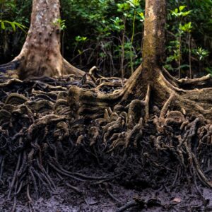 tree roots