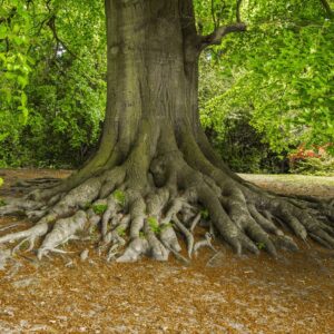 tree roots