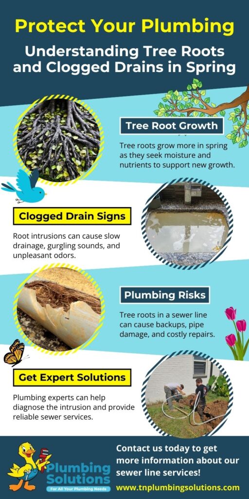 Protect Your Plumbing: Understanding Tree Roots and Clogged Drains in Spring