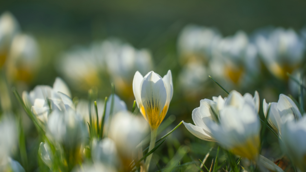 Spring time
